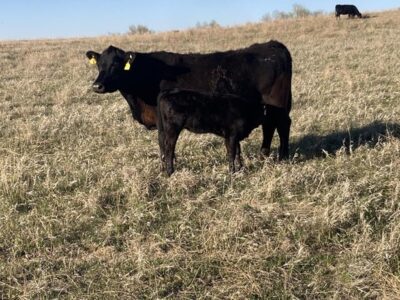 Black Angus Cow/Calf Pairs