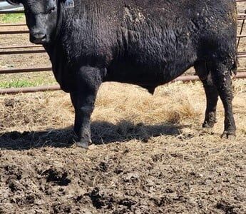 Purebred Black Angus Bulls - 29/head
