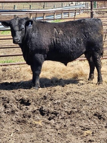 Purebred Black Angus Bulls - 29/head