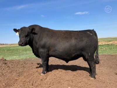 Purebred Angus Bulls For Sale