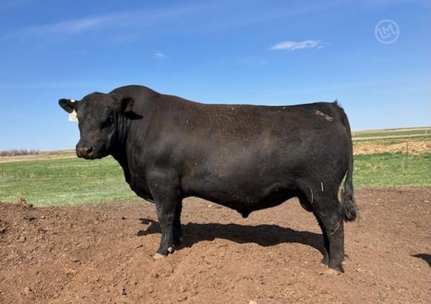 Purebred Angus Bulls For Sale