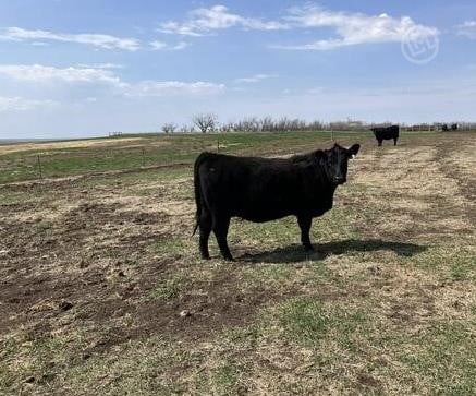 Purebred Angus Cows - 8/head