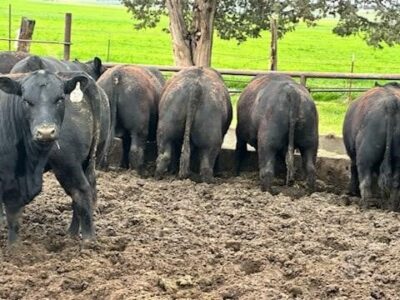 Purebred Black Angus Bulls - 50 head