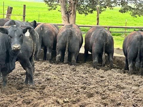 Purebred Black Angus Bulls - 50 head
