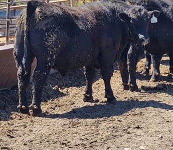 Purebred Black Angus Bulls - 29/head