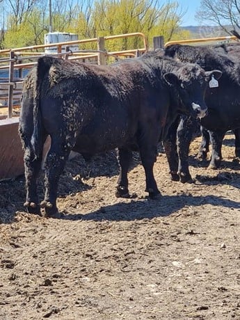 Purebred Black Angus Bulls - 29/head