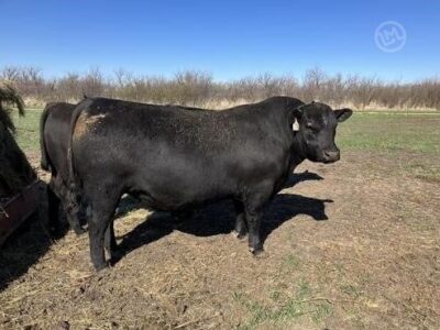 Purebred Angus Bulls For Sale