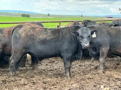 Purebred Black Angus Bulls - 50 head