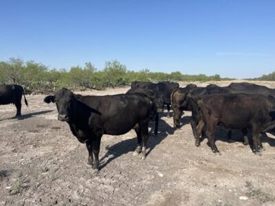 Black Angus Cows - 42 head