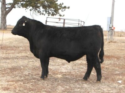 Purebred Angus Bulls - 30 head