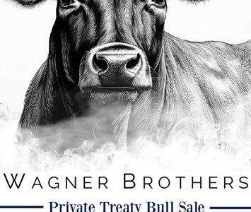 Purebred Black Angus Bulls - 50 head