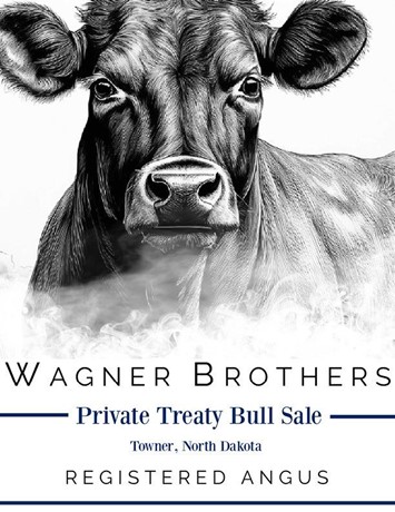Purebred Black Angus Bulls - 50 head