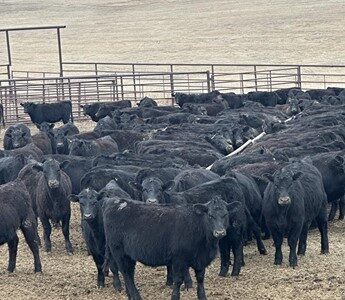 Black Angus Heifers - 315 head