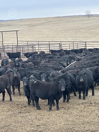 Black Angus Heifers - 315 head