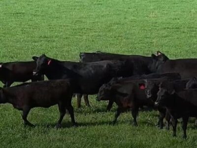 Full Blood Angus Cow & Calf Pairs - 40/head