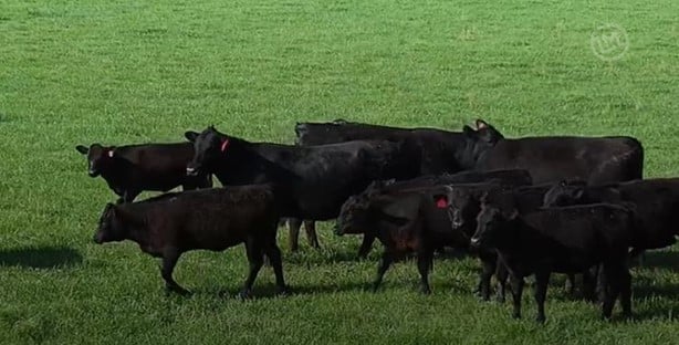 Full Blood Angus Cow & Calf Pairs - 40/head