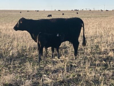 Black Angus Cow/Calf Pairs