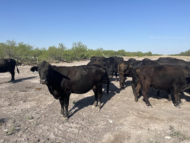 Black Angus Cows - 42 head