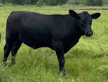 Black Angus Replacement Heifer