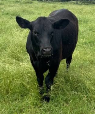 Black Angus Replacement Heifer