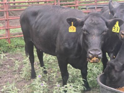 3 Bred Angus Cows
