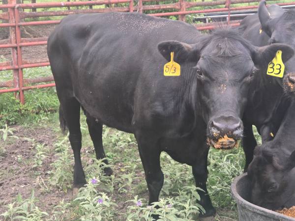 3 Bred Angus Cows