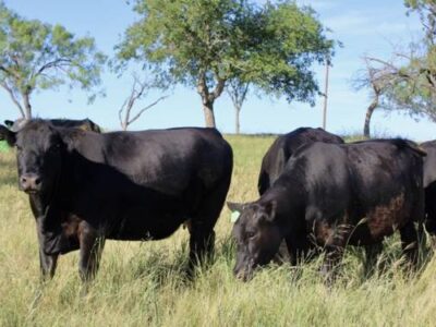 Black Angus Cows - 7 head