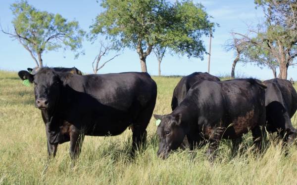 Black Angus Cows - 7 head