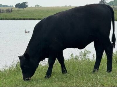 Black Angus Replacement Heifer