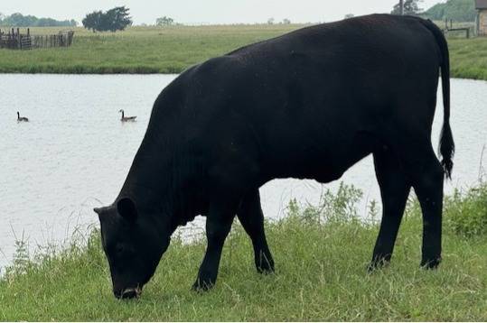 Black Angus Replacement Heifer