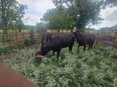3 Bred Angus Cows