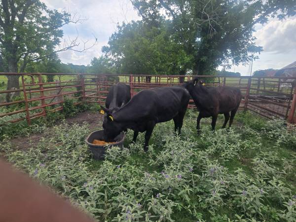 3 Bred Angus Cows