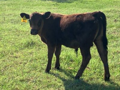 Black Angus Bull Calves