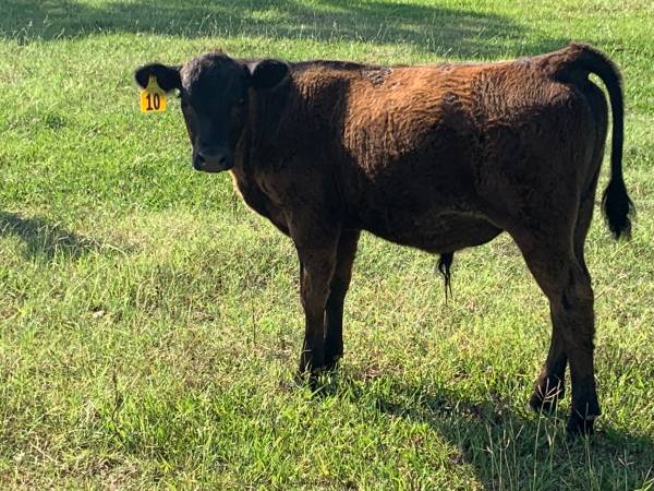 Black Angus Bull Calves
