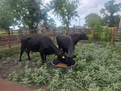 3 Bred Angus Cows