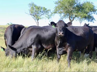 Black Angus Cows - 7 head