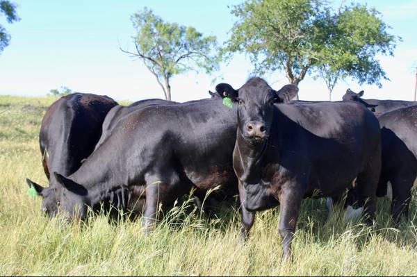 Black Angus Cows - 7 head
