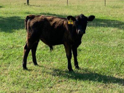 Black Angus Bull Calves