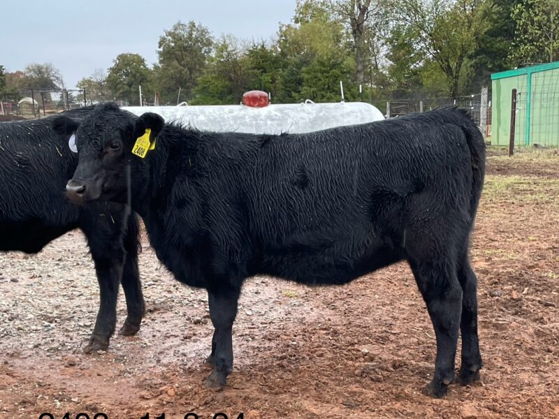 11 month old registered Angus Heifer ($C 321) by the popular Poss Winchester.