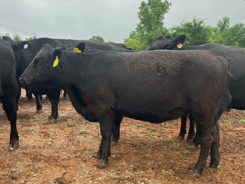 11 month old registered Angus Heifer ($C 321) by the popular Poss Winchester.