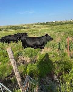 Bred Angus Heifers