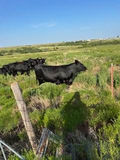 Bred Angus Heifers