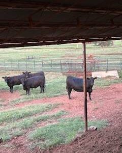 Bred Angus Heifers