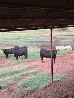 Bred Angus Heifers