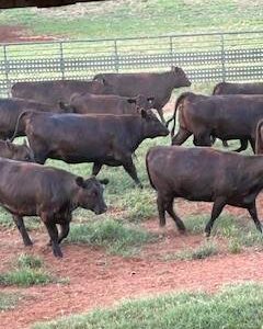 Bred Angus Heifers