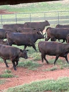 Bred Angus Heifers