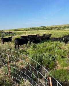 Bred Angus Heifers