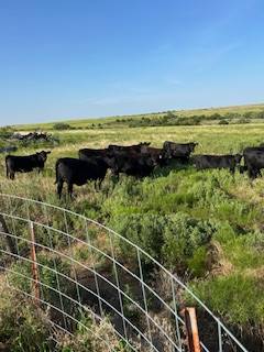 Bred Angus Heifers