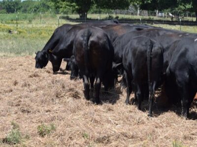 Black Angus - 90/head