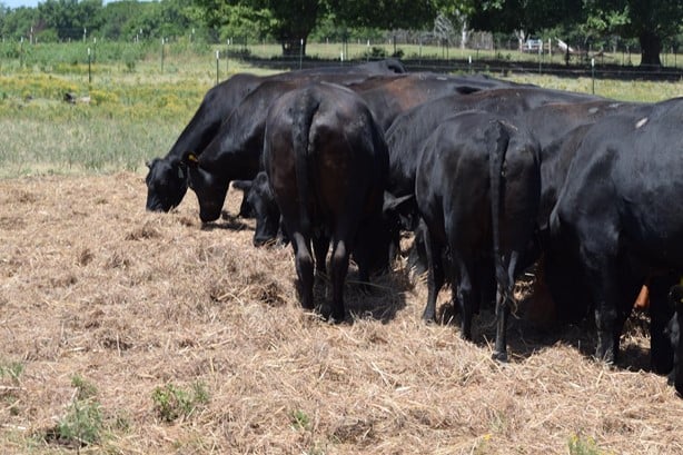 Black Angus - 90/head
